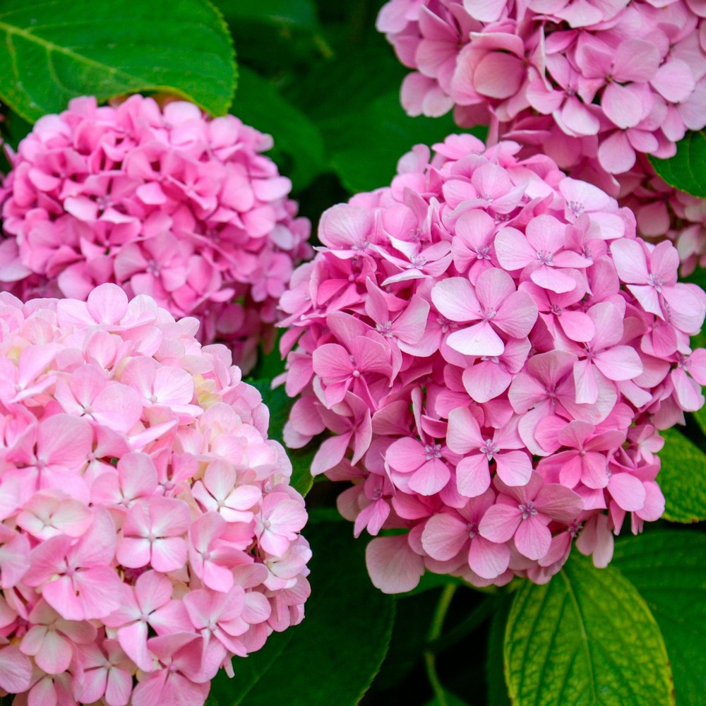 1 Pink Hydrangea Live Plant Bareroot 6β12" Tall | Dwarf Hardy Shrub | Beautiful Summer Blooms | Zones 5β9