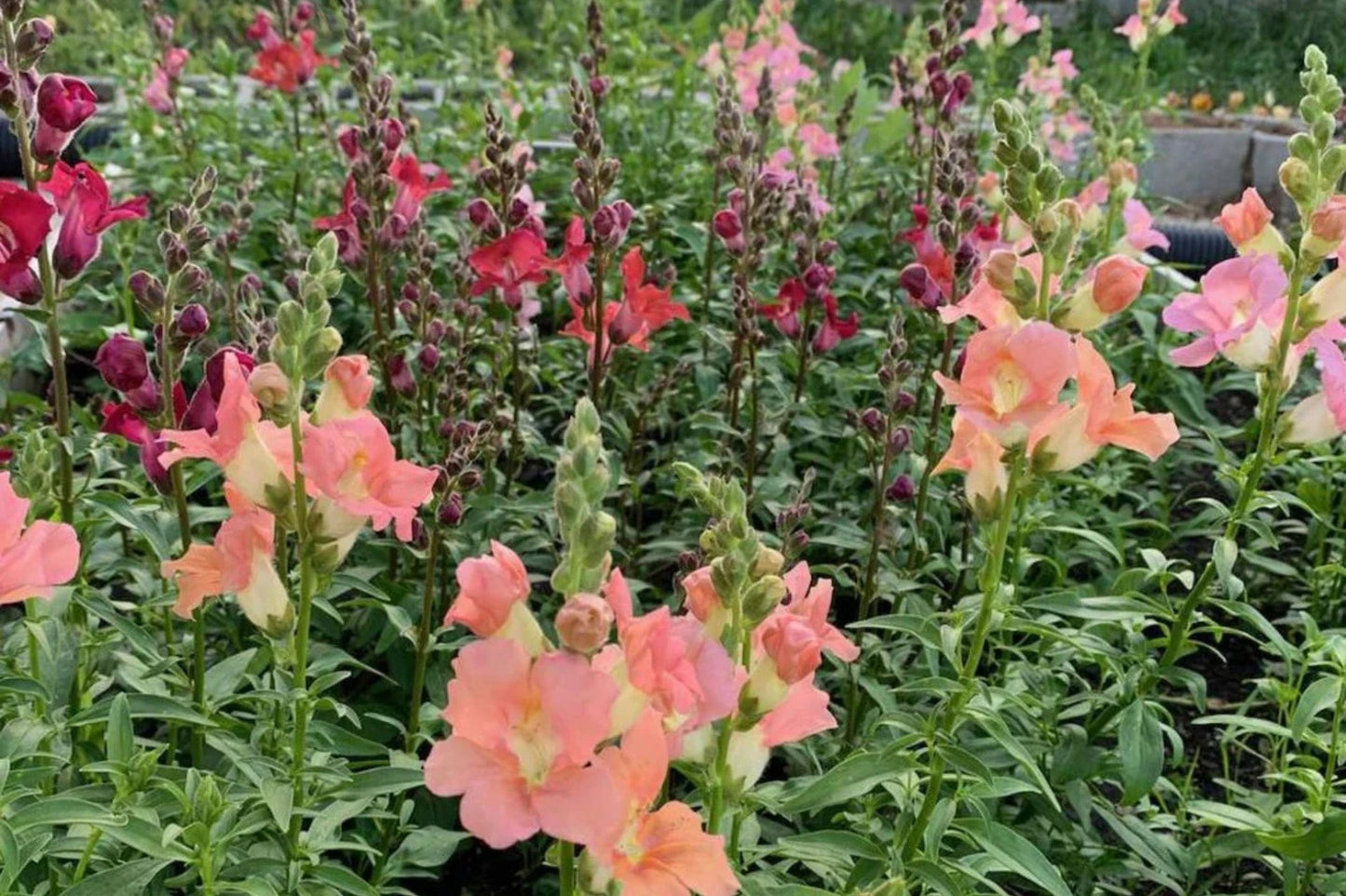 Chantilly Mix Snapdragon Seeds - 1000+ Seeds - Tall Cottage Flowers - USA Grown - - Cut Flower Garden - Pollinator Friendly