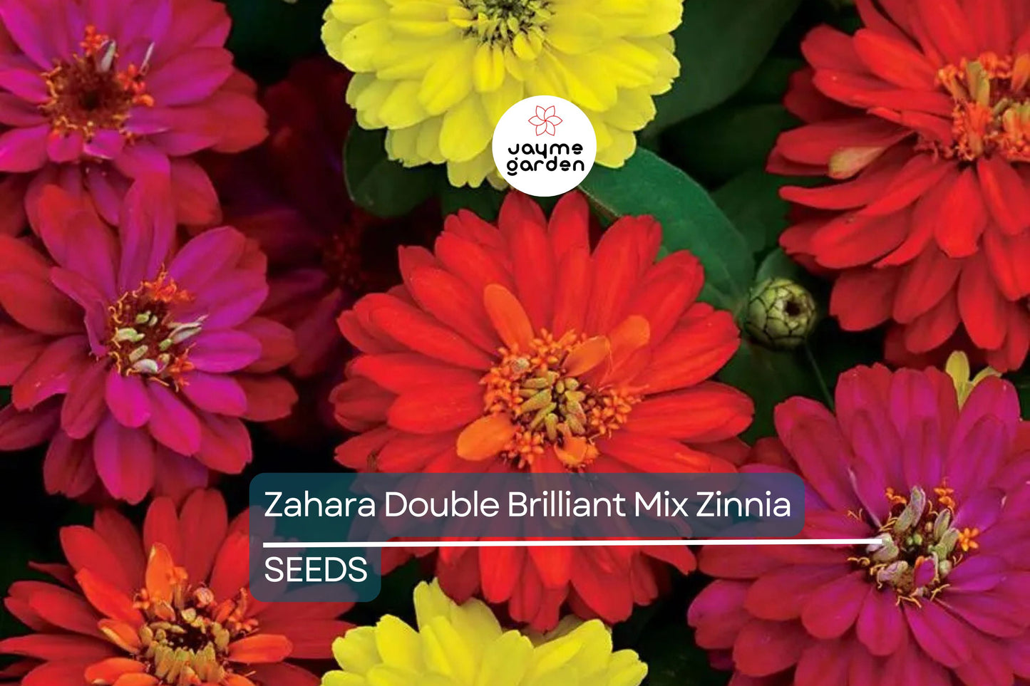 Zahara Double Brilliant Mix Zinnia Seeds – 100+ Hybrid Flower Seeds, , Disease-Resistant, Pollinator & Cut Flower Garden