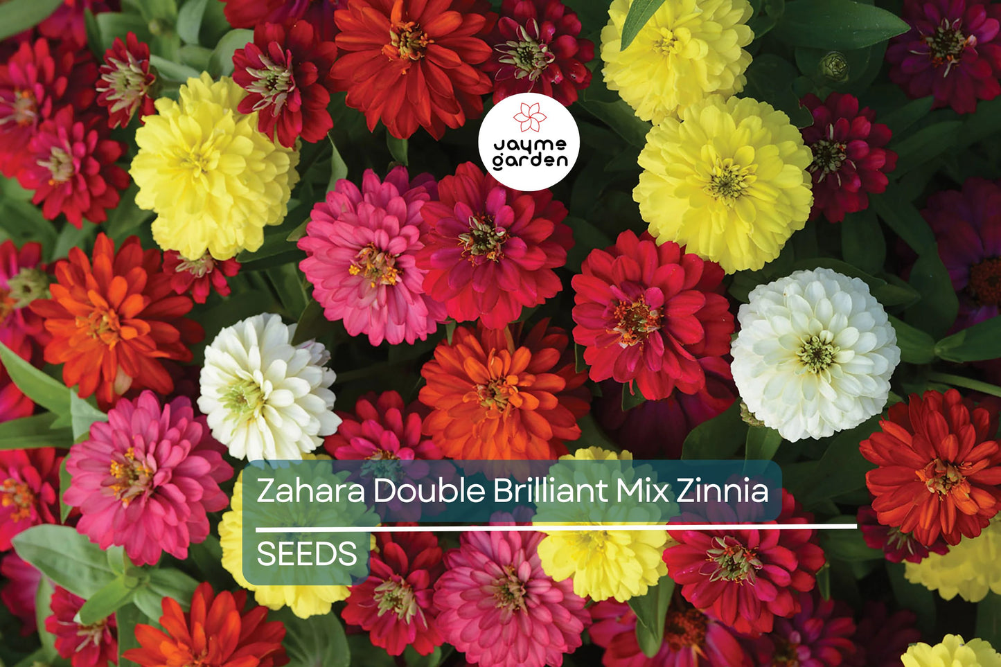 Zahara Double Brilliant Mix Zinnia Seeds – 100+ Hybrid Flower Seeds, , Disease-Resistant, Pollinator & Cut Flower Garden