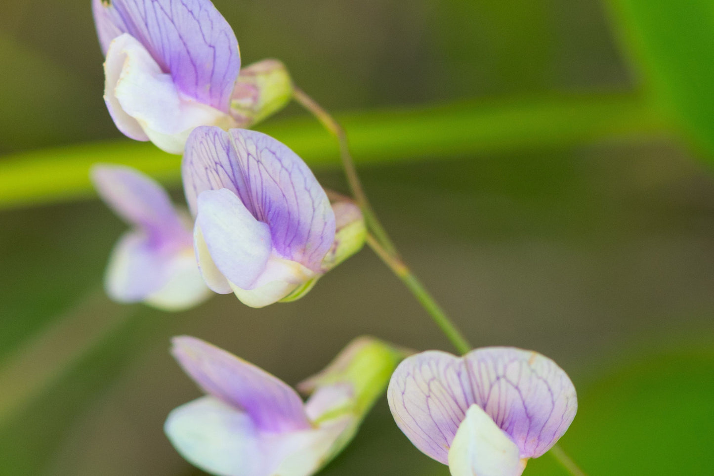 Perennial Sweet Pea Seeds - 50+ Lathyrus Nervosus - Fragrant Vine - - Cottage Garden - Trellis Climber - Non-GMO