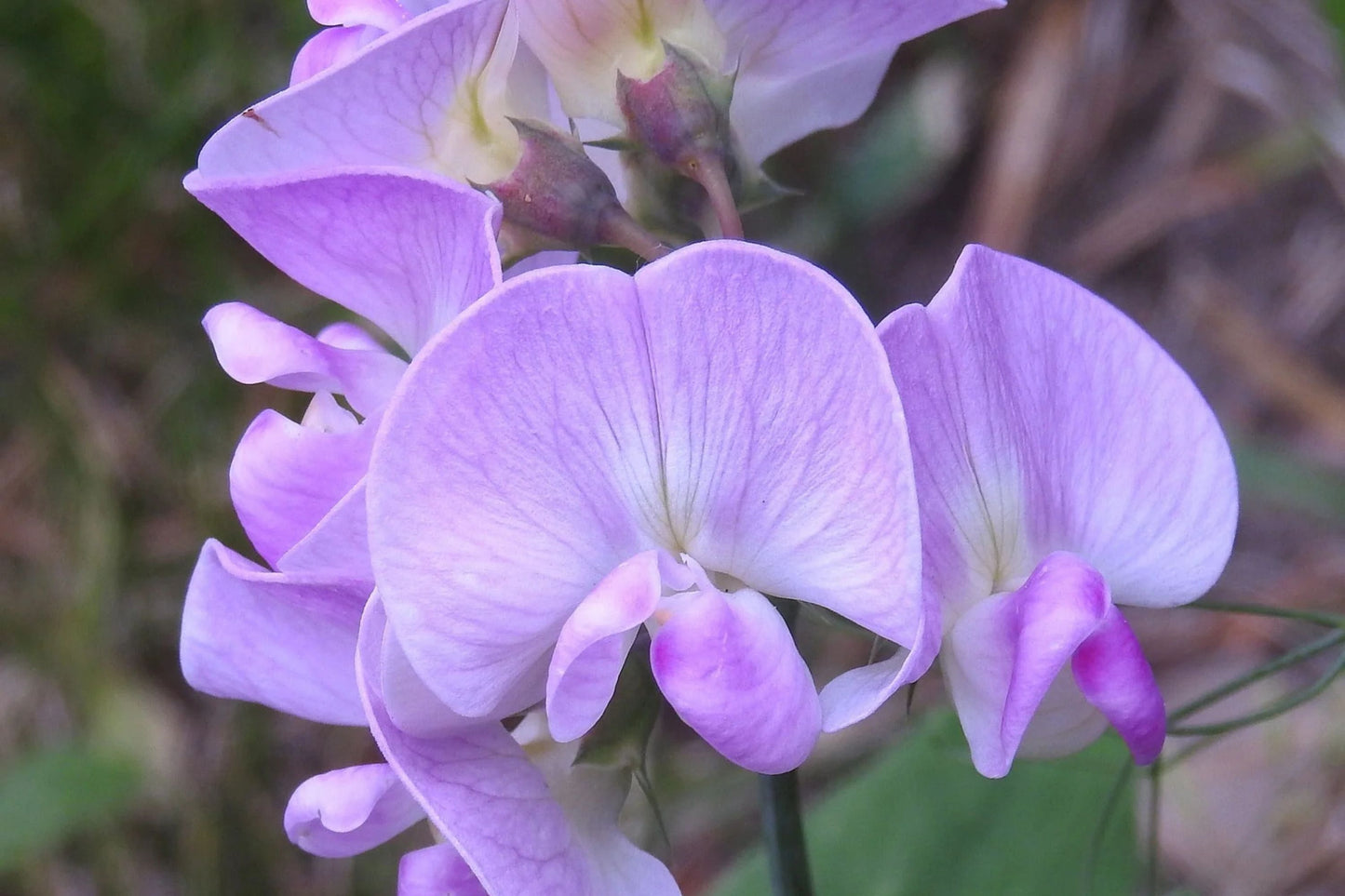 Perennial Sweet Pea Seeds - 50+ Lathyrus Nervosus - Fragrant Vine - - Cottage Garden - Trellis Climber - Non-GMO