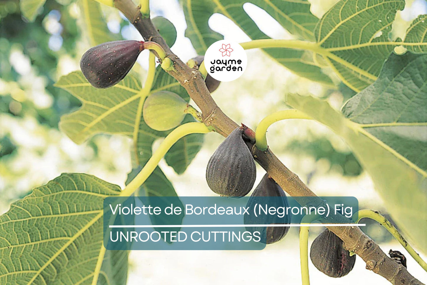 Violette de Bordeaux Fig Cuttings, Ficus carica 'Negronne', Two Crops, USDA Zones 7-10, Propagation Ready