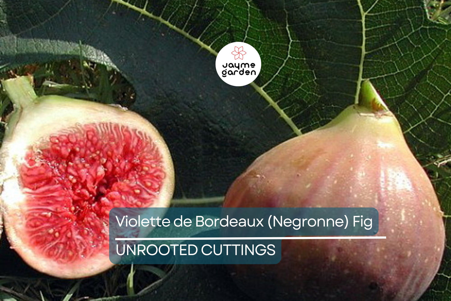 Violette de Bordeaux Fig Cuttings, Ficus carica 'Negronne', Two Crops, USDA Zones 7-10, Propagation Ready