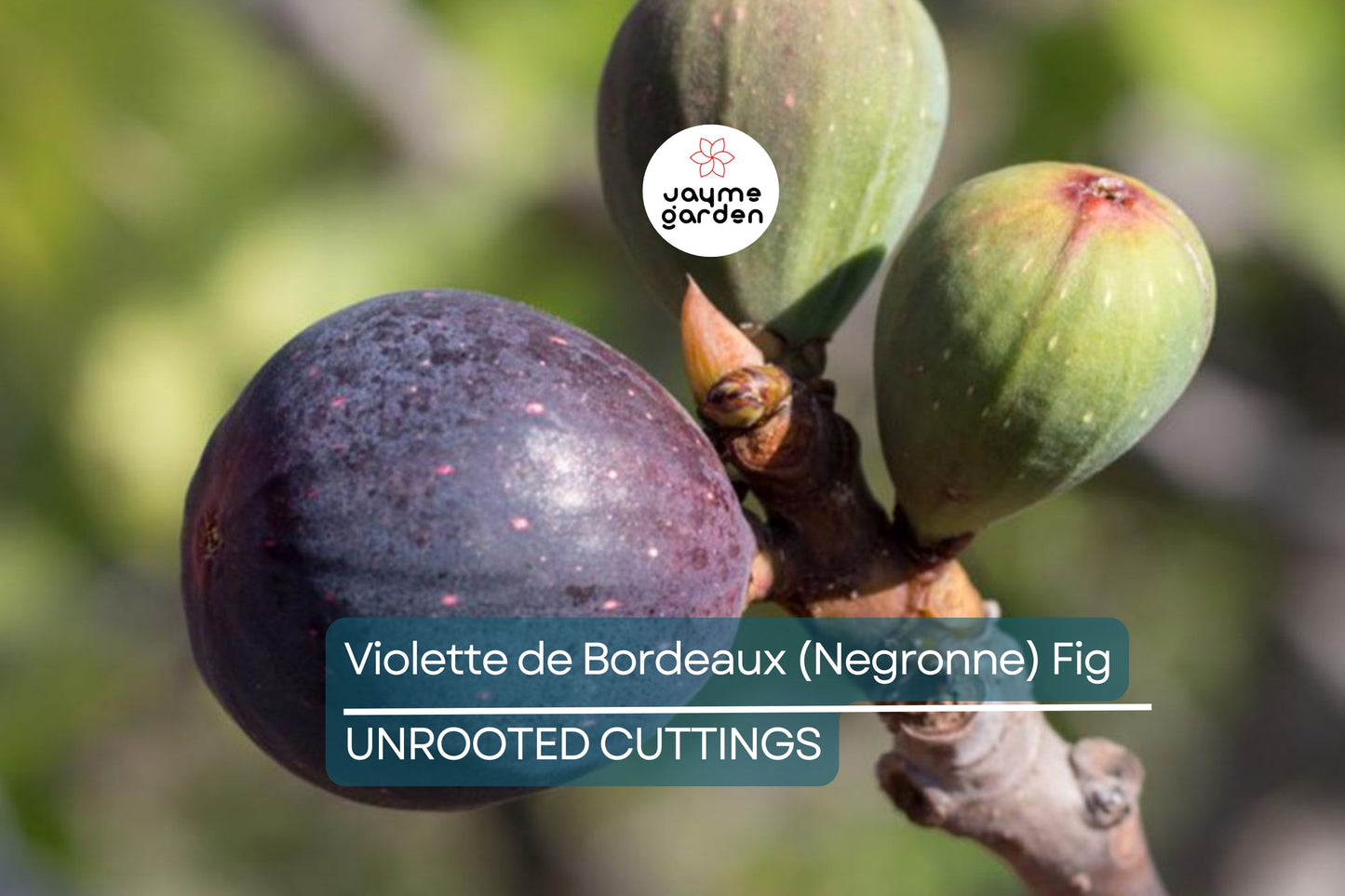 Violette de Bordeaux Fig Cuttings, Ficus carica 'Negronne', Two Crops, USDA Zones 7-10, Propagation Ready