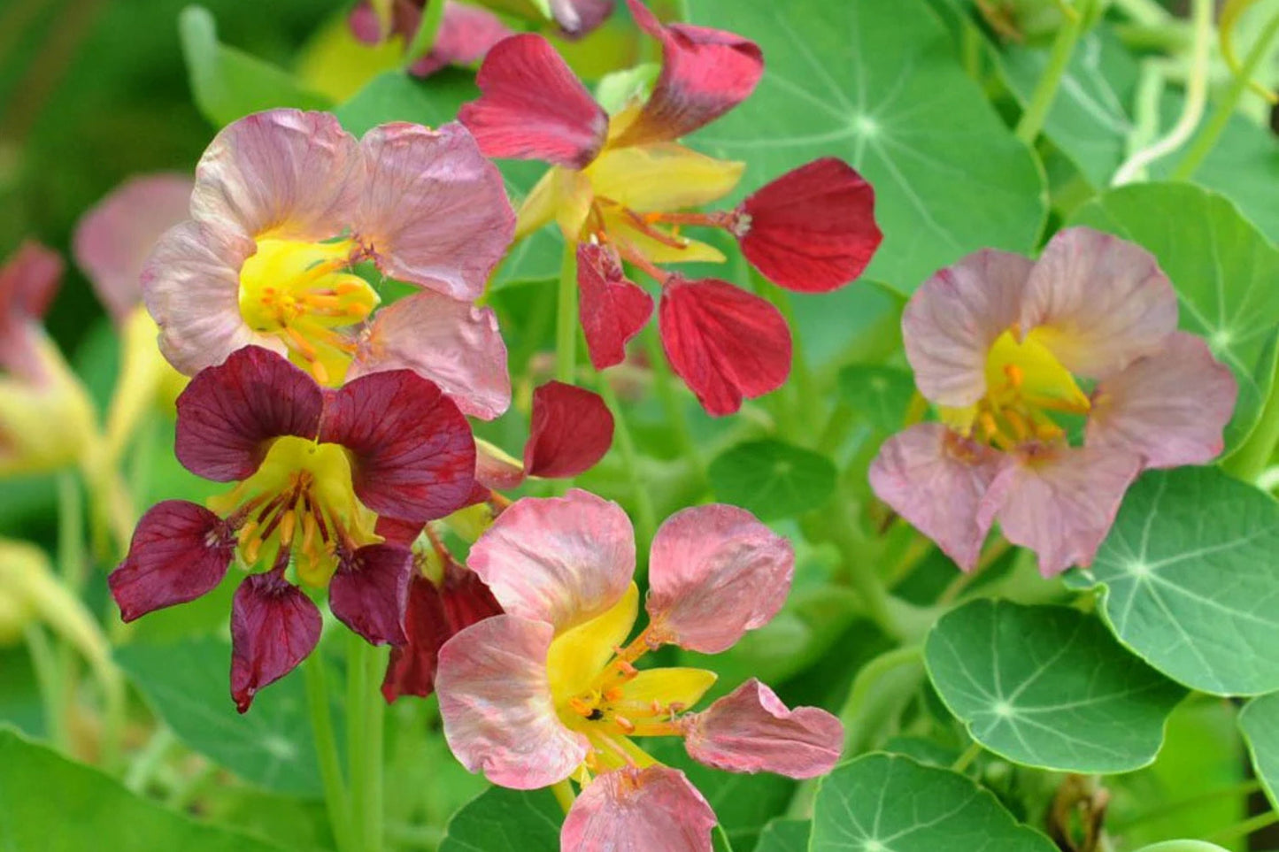Purple Emperor Nasturtium Seeds - 50+ Seeds - Rare Dark Blooms - Fast Shipping - USA Grown - Edible Flowers - Trailing Vine