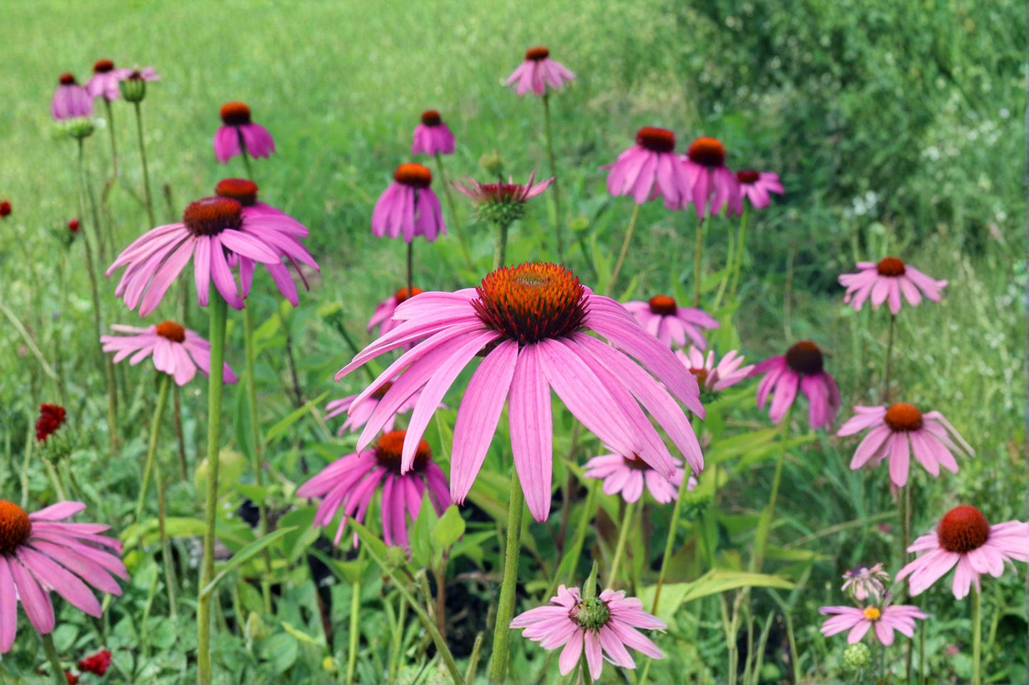 100 Seeds Echinacea purpurea — Purple Coneflower, Perennial Wildflower for Pollinator & Native Gardens