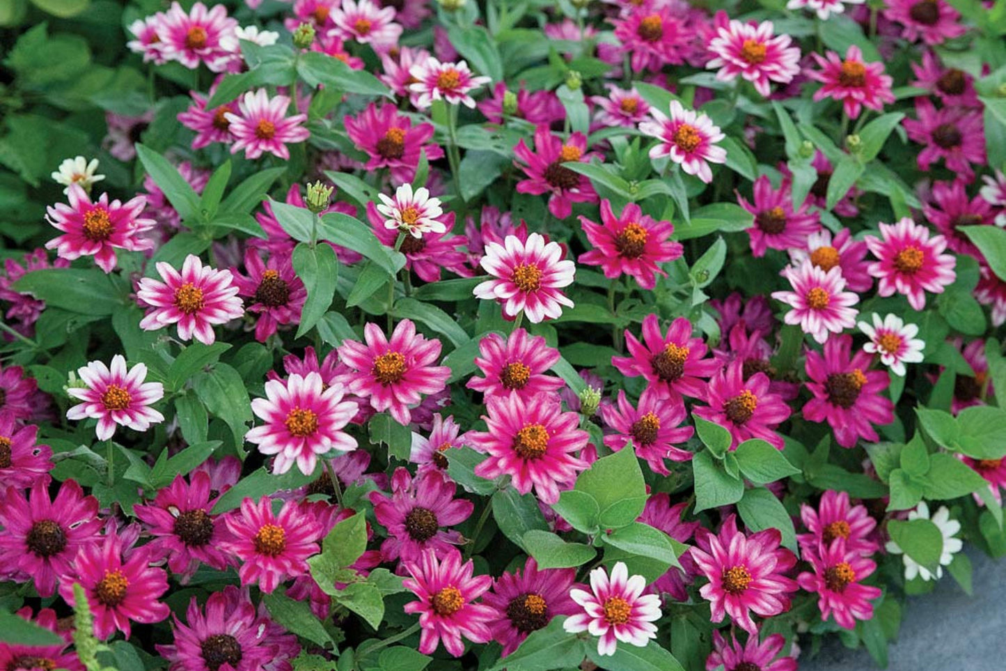 Profusion Cherry Bicolor Zinnia Seeds - 100+ Dual-Tone Blooms - USA Grown - - Disease Resistant - Butterfly Garden