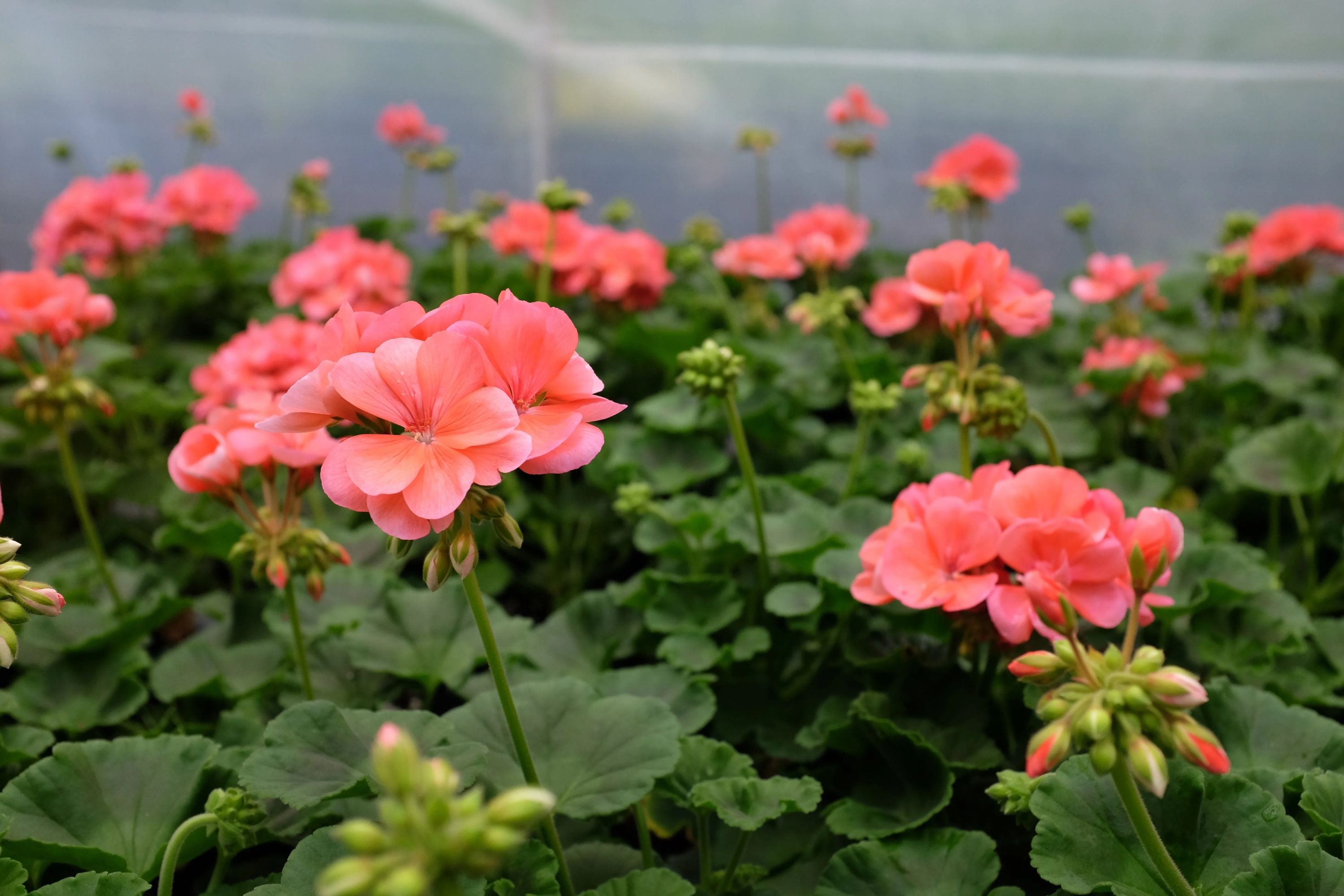 salmon geranium seeds Patriot Salmon Geranium Seeds - 25+ Seeds - Vibrant Coral Blooms
