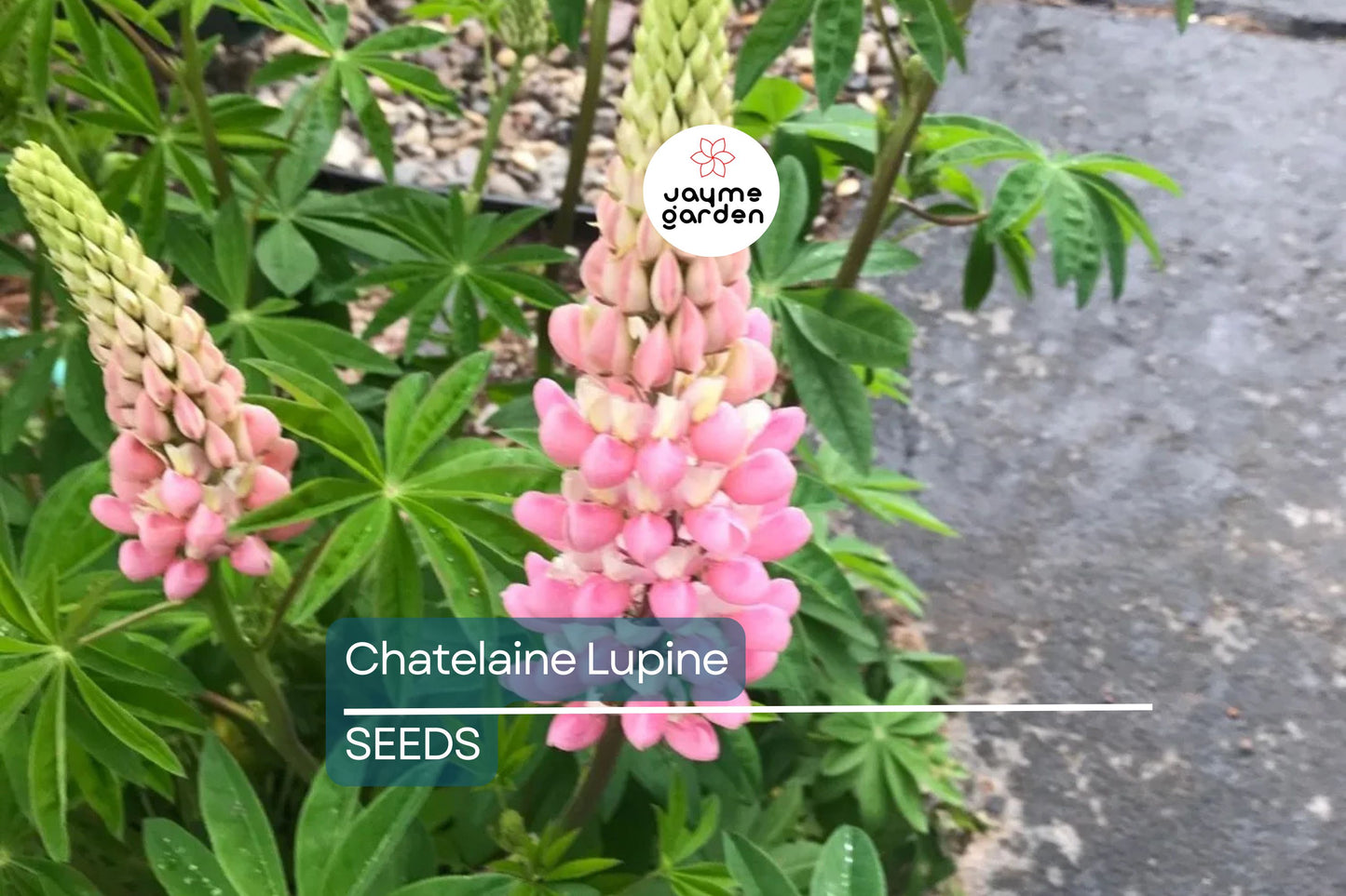 Chatelaine Lupine Seeds | Rosy Pink & White Flowers | Attracts Hummingbirds & Butterflies | Non-GMO | | Perennial