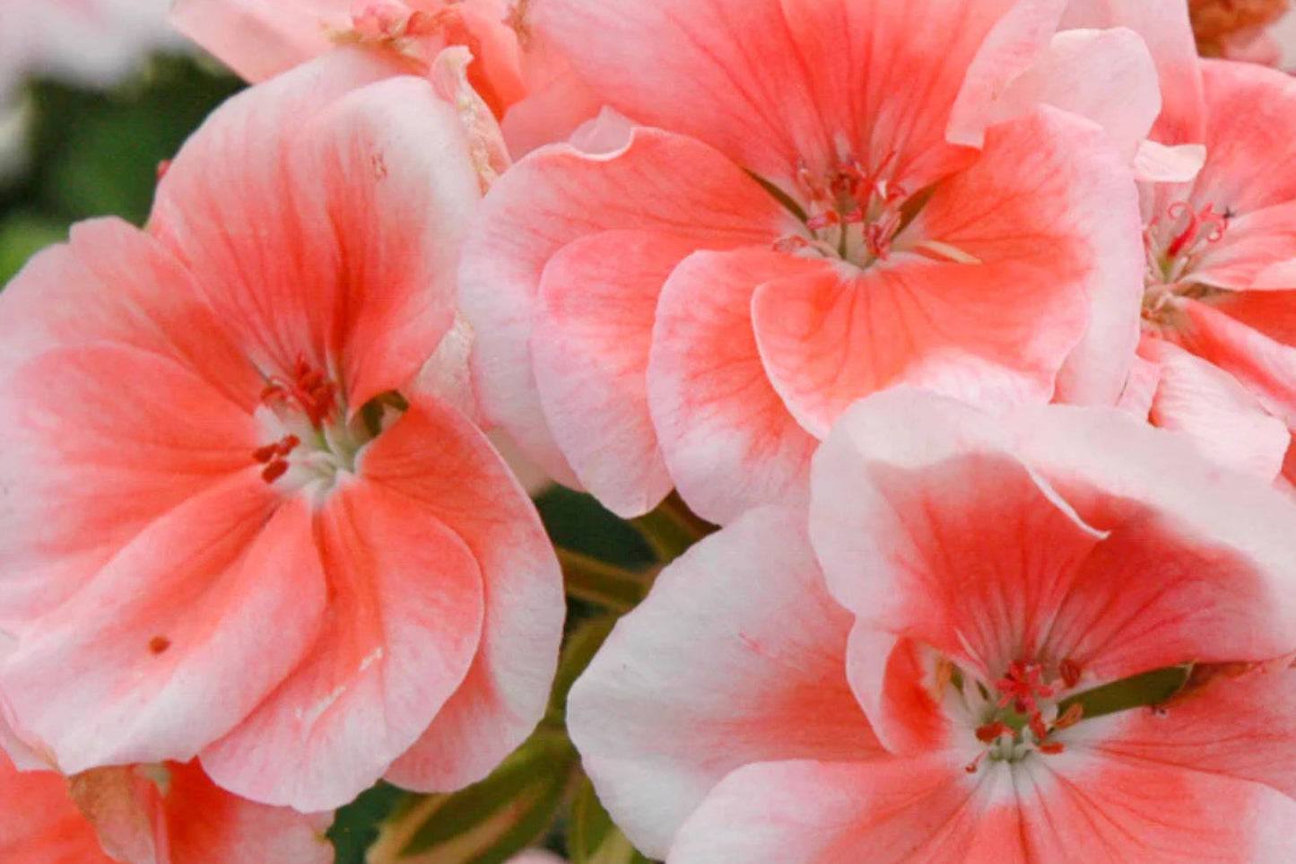 Patriot Salmon Geranium Seeds - 25+ Seeds - Vibrant Coral Blooms - USA Grown - - Container & Garden Flowers