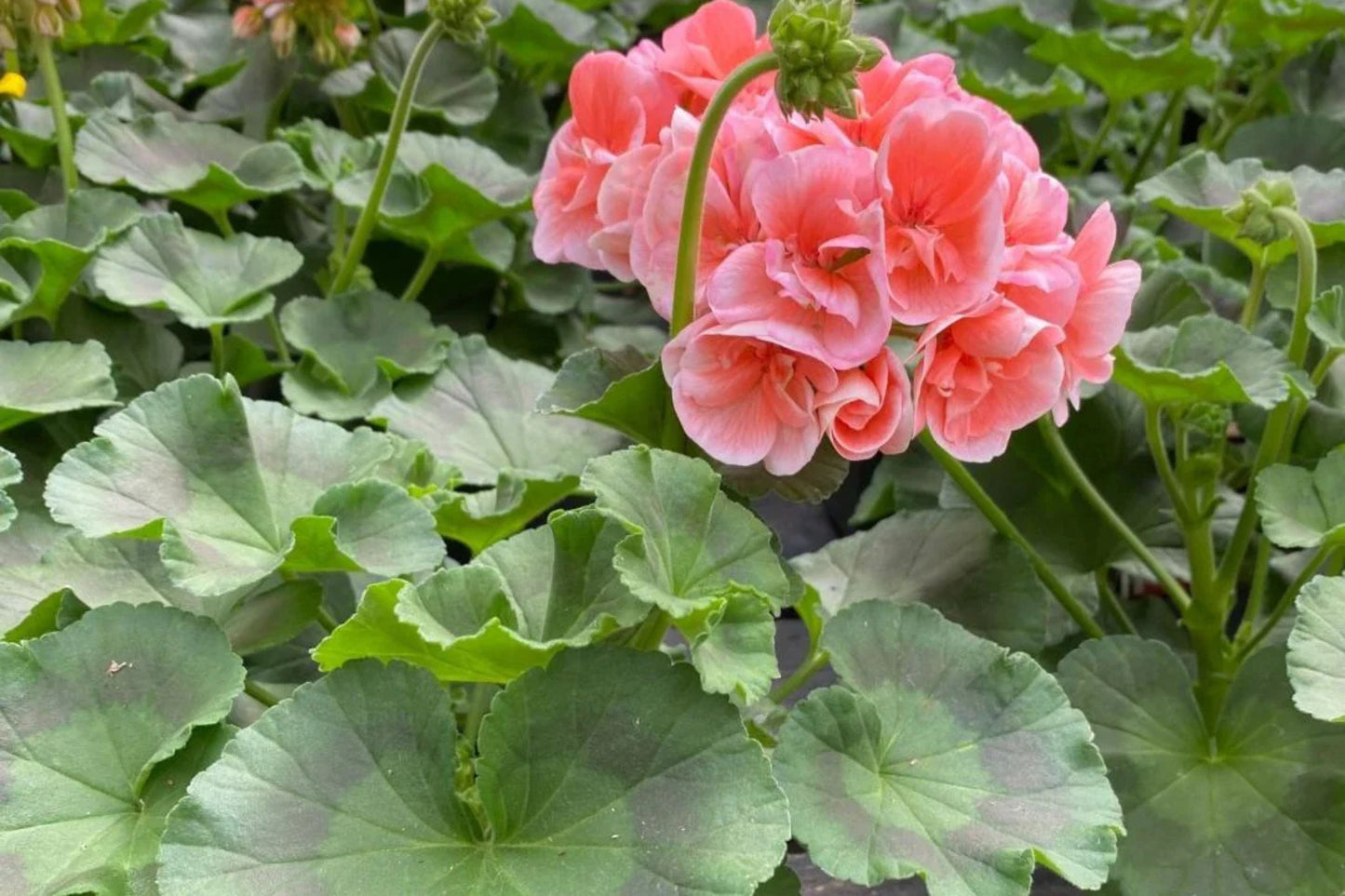 Patriot Salmon Geranium Seeds - 25+ Seeds - Vibrant Coral Blooms - USA Grown - - Container & Garden Flowers