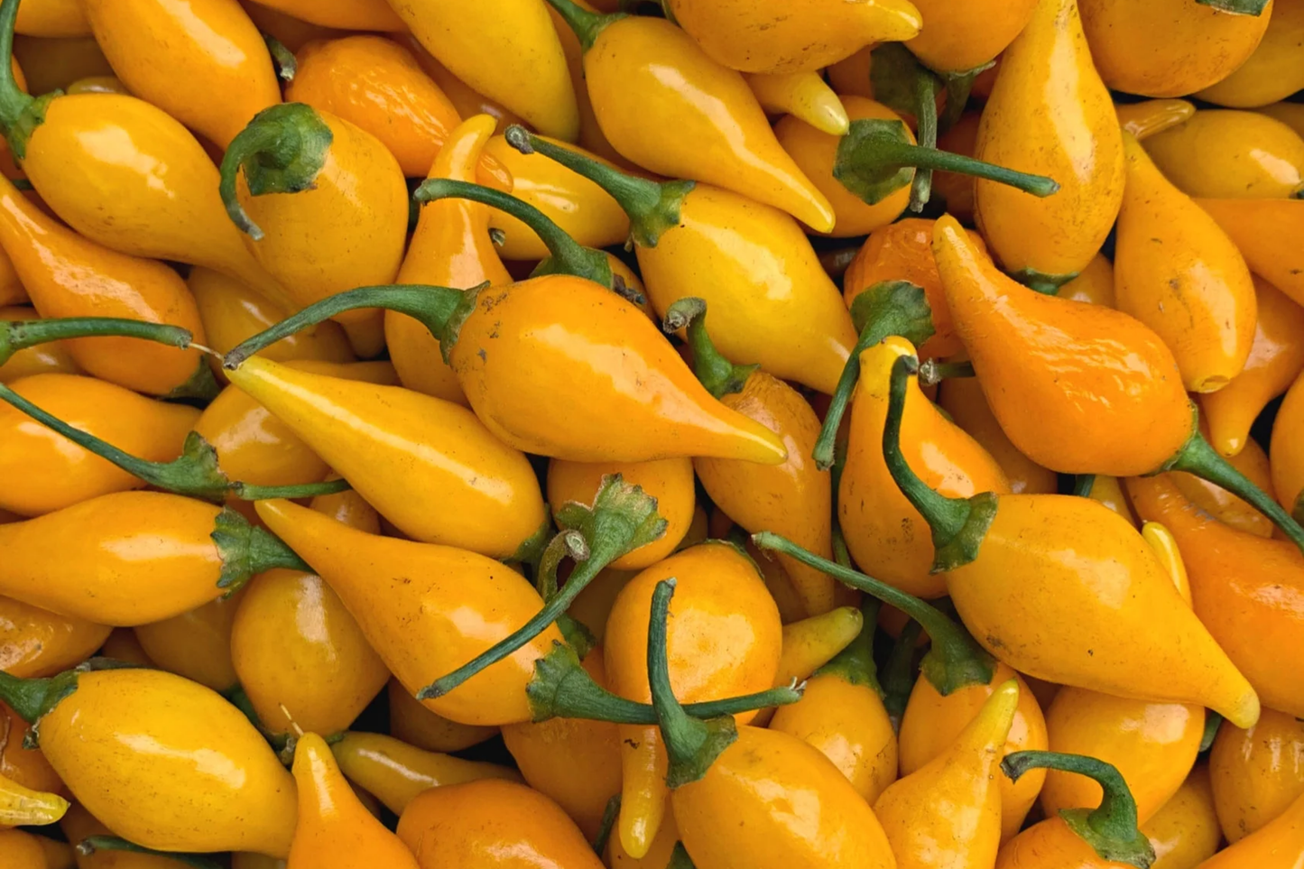 Biquinho Yellow Hot Pepper Seeds | NON-GMO | Little Beak | Sweaty Drops | Capsicum chinense