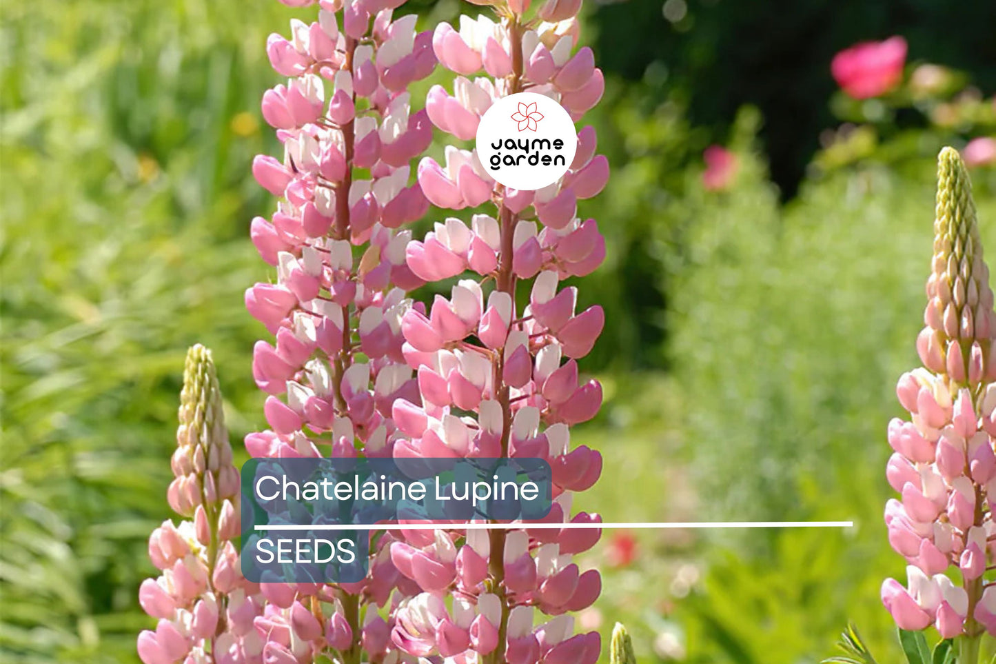 Chatelaine Lupine Seeds | Rosy Pink & White Flowers | Attracts Hummingbirds & Butterflies | Non-GMO | | Perennial