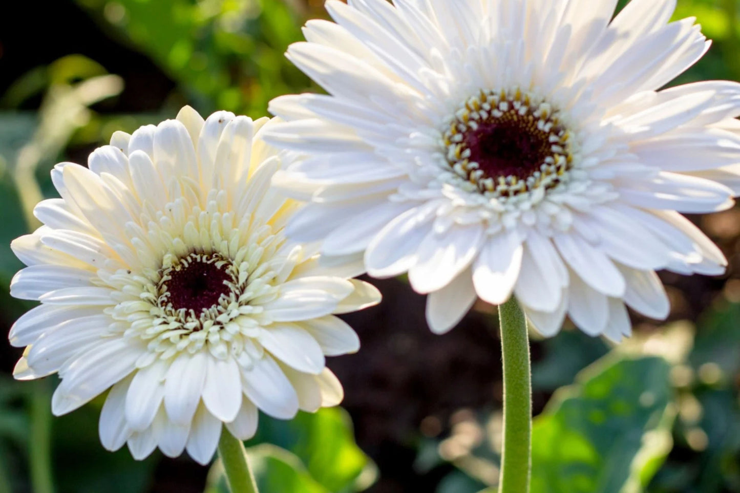White Gerbera Daisy Seeds - 200+ Seeds - USA Grown - Large Blooms - Pollinator Friendly - - Garden or Container Planting
