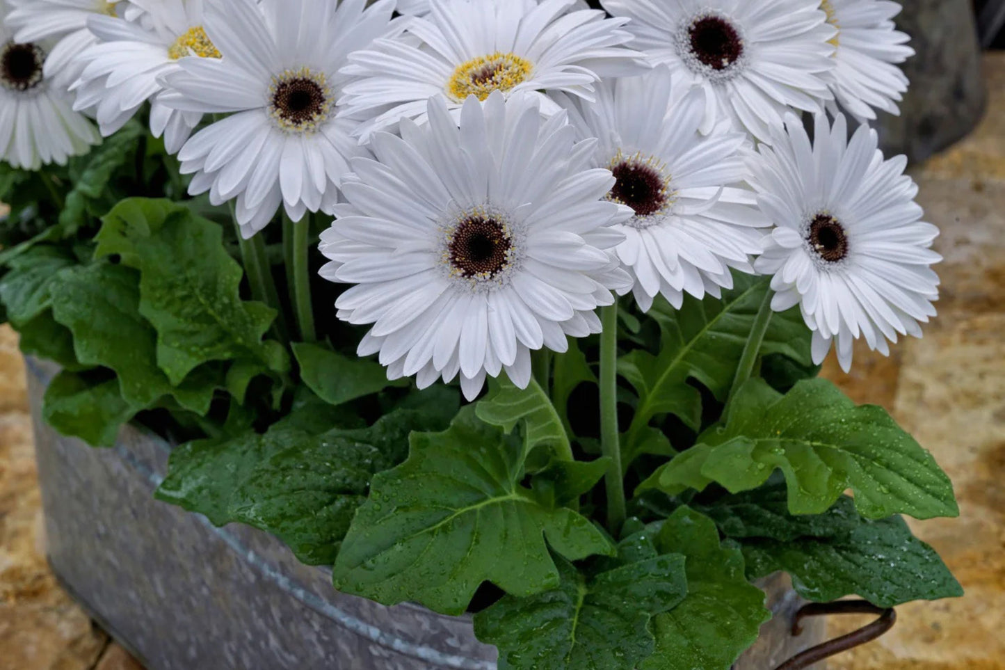 White Gerbera Daisy Seeds - 200+ Seeds - USA Grown - Large Blooms - Pollinator Friendly - - Garden or Container Planting
