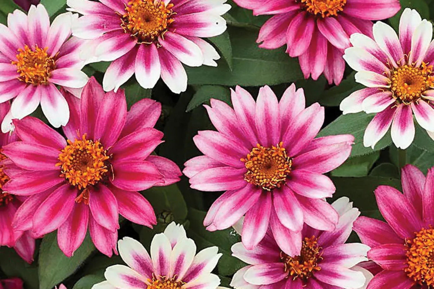 Profusion Cherry Bicolor Zinnia Seeds - 100+ Dual-Tone Blooms - USA Grown - - Disease Resistant - Butterfly Garden