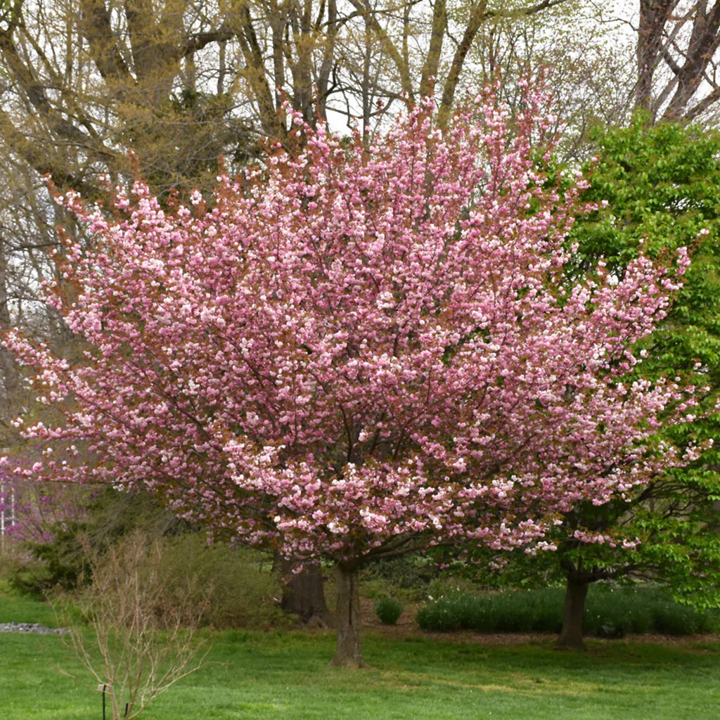 1 Kwanzan Cherry Tree โ 1โ2 ft Tall Bare Root Live Tree โ Pink Double Flowers, Ornamental Flowering Tree, Prunus serrulata โKanzanโ