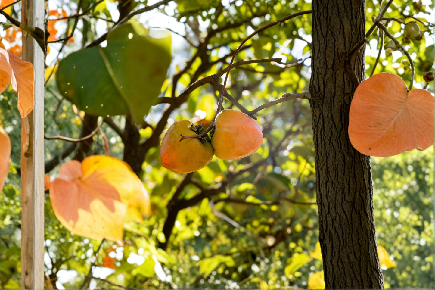 Tanenashi Persimmon Tree β 1 Live Well-Rooted Tree up to 2ft Tall β Diospyros kaki Astringent Asian Persimmon, Sweet Fruit Starter