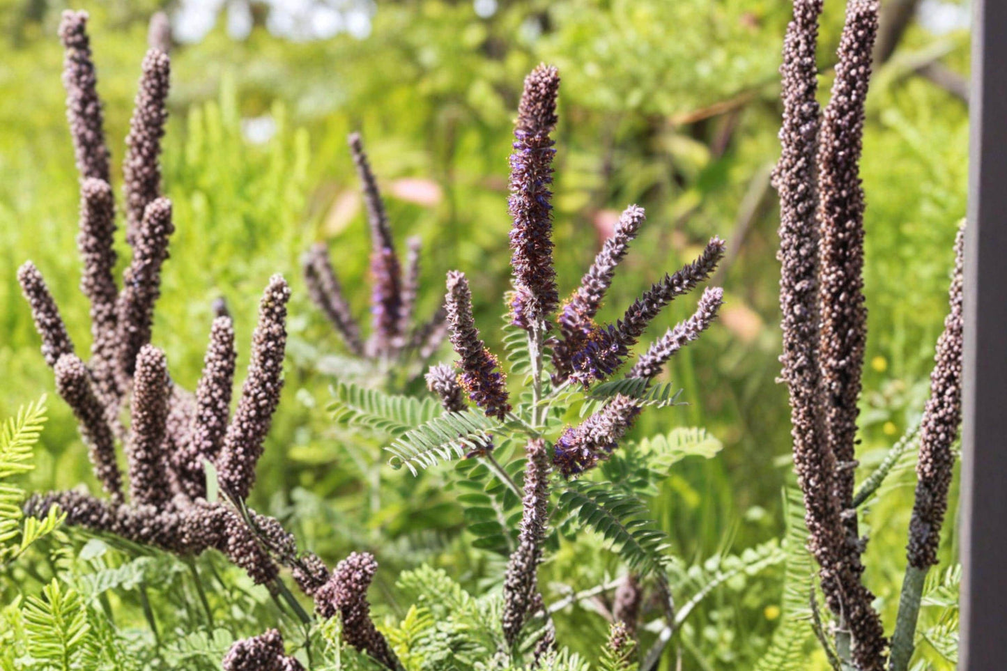 50 Lead Plant Seeds – Amorpha Canescens, Native Prairie Perennial