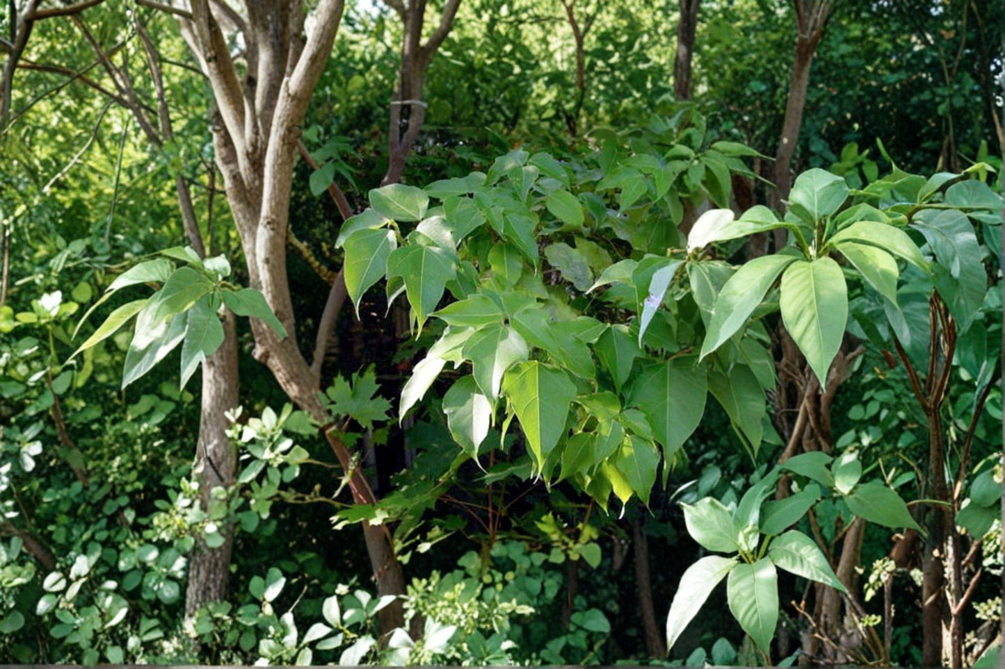 10 Acer elegantulum Seeds: Rare Elegant Maple Tree