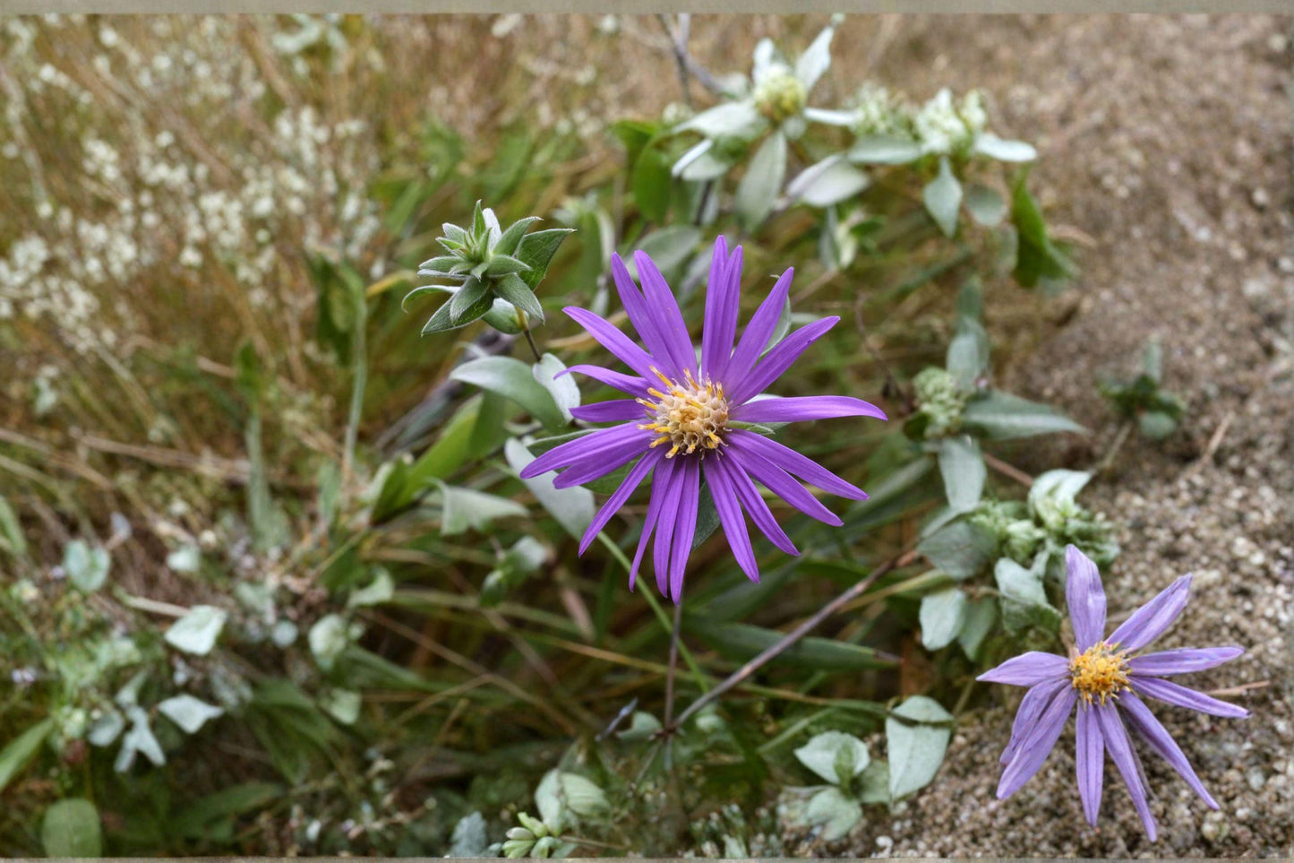 100 Silky Aster Seeds – Symphyotrichum sericeum – Native Prairie Wildflower