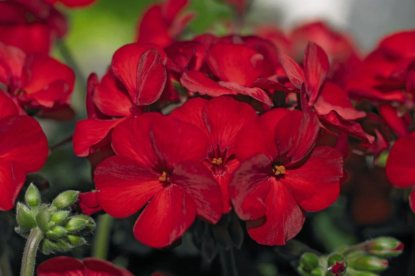 Precision Red Ice Ivy Leaf Geranium Seeds – 25+ Seeds – Vibrant Blooms – USA Grown – – Easy to Grow – USDA Zones 10-11