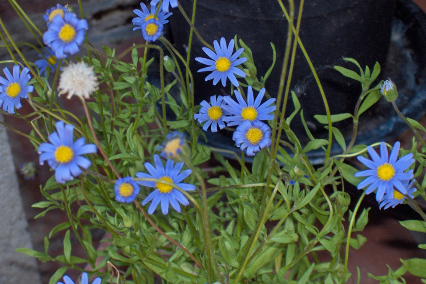 200+ Blue Marguerite Daisy Seeds – Elegant Garden Blooms – USA Grown –