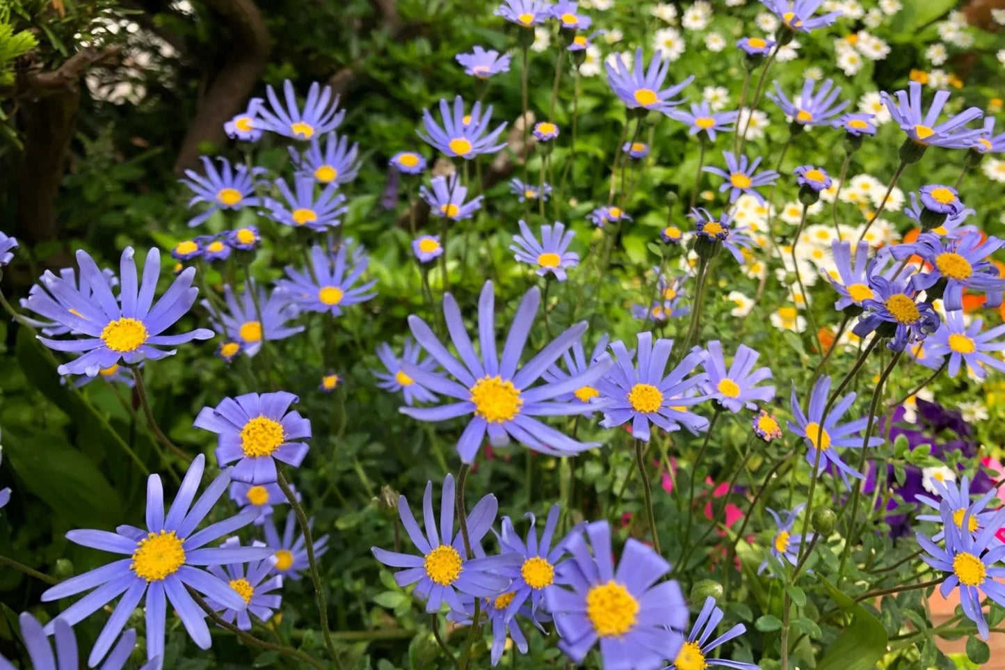 200+ Blue Marguerite Daisy Seeds – Elegant Garden Blooms – USA Grown –