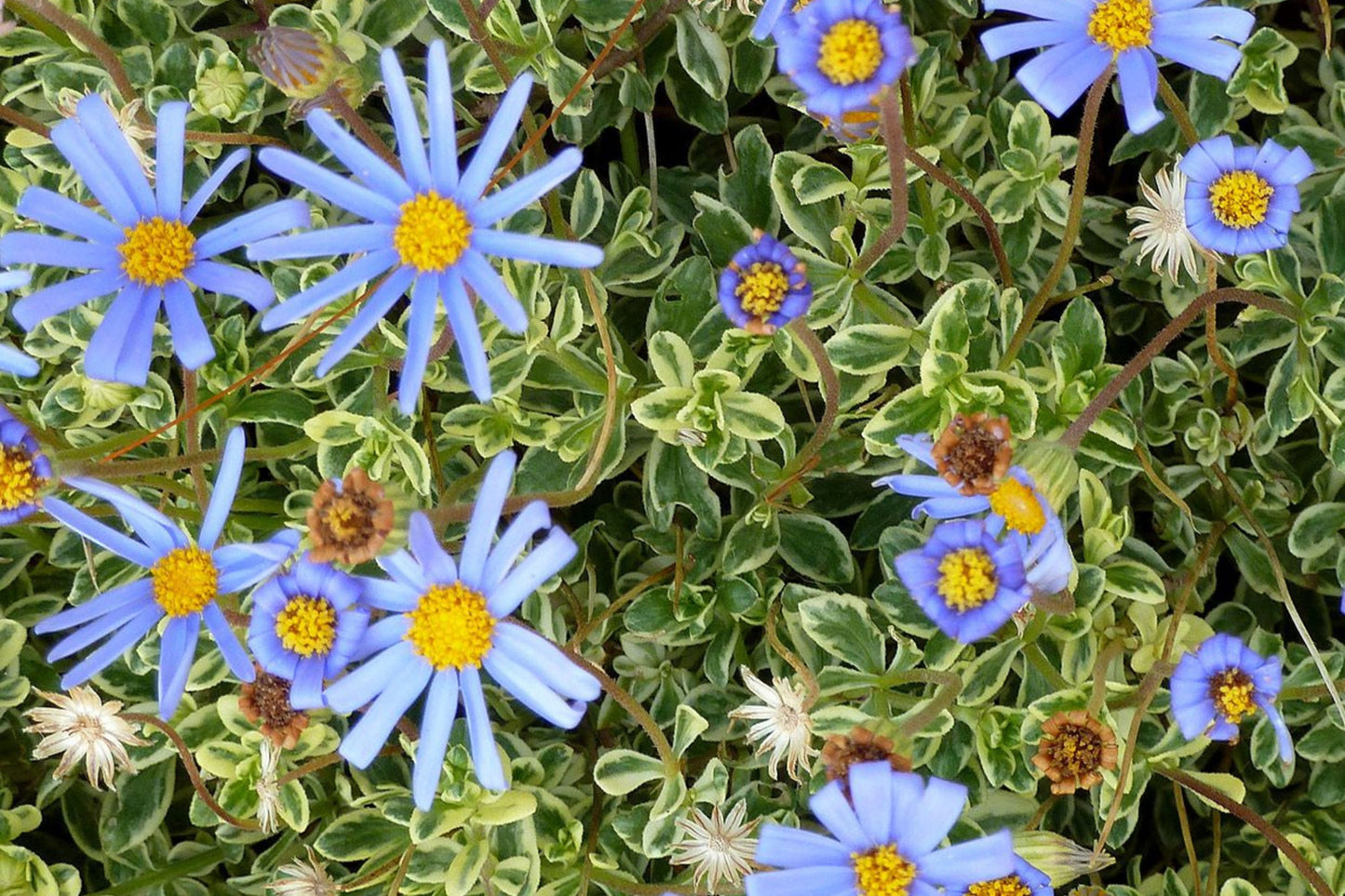 200+ Blue Marguerite Daisy Seeds – Elegant Garden Blooms – USA Grown –