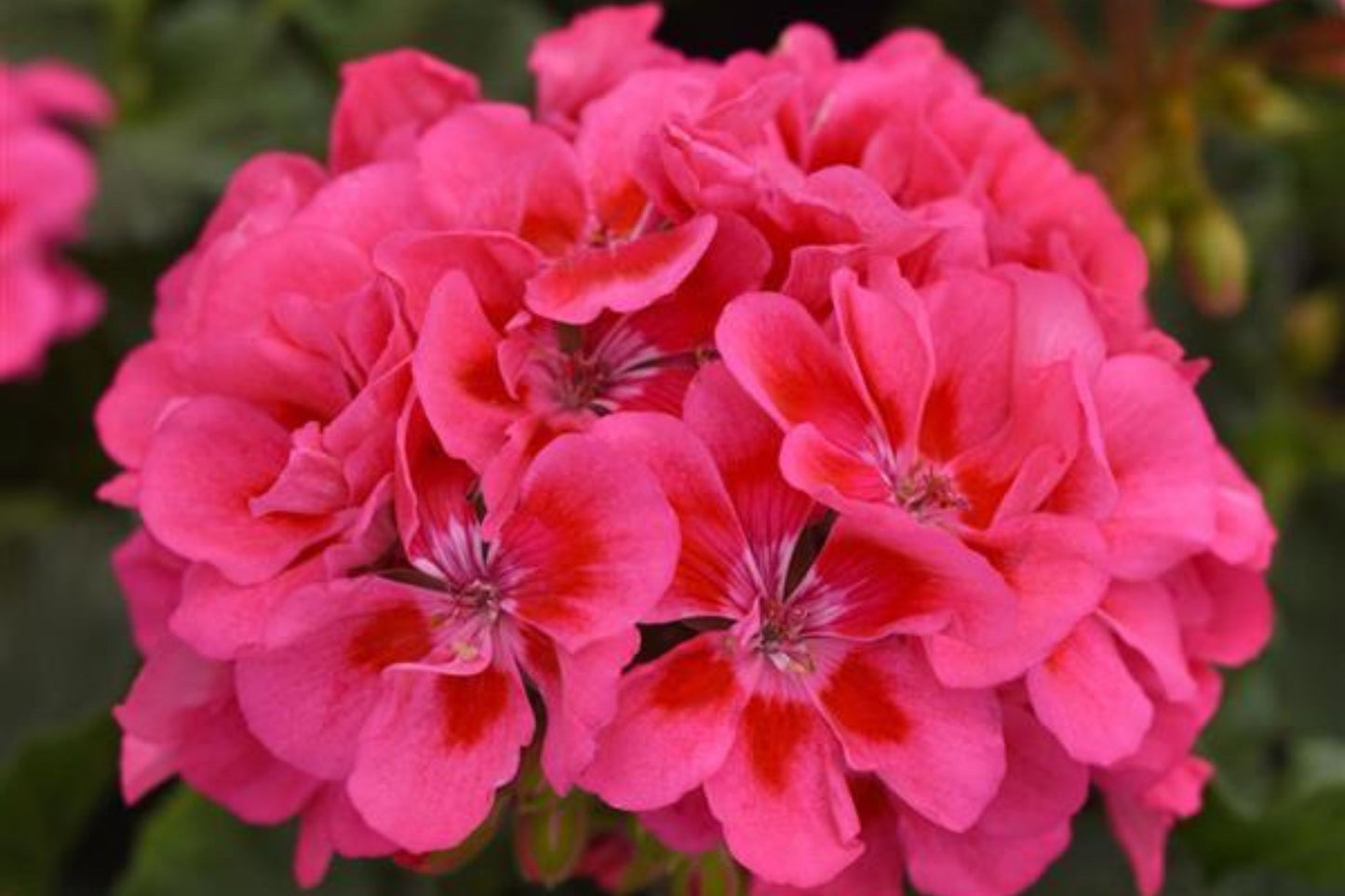 25+ Presto Pink Geranium Seeds – Vibrant Blooming Flowers – Easy to Grow – USA Grown –