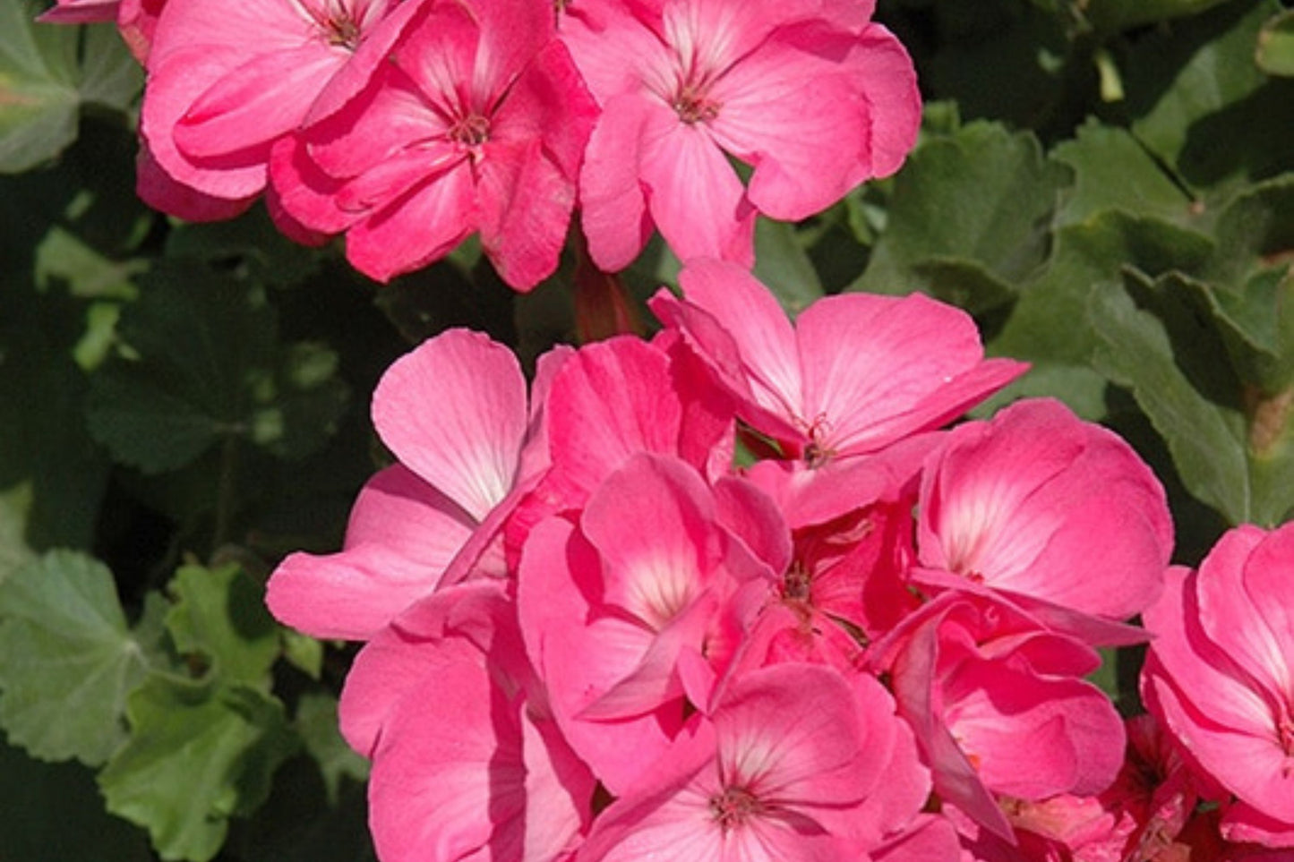 25+ Presto Pink Geranium Seeds – Vibrant Blooming Flowers – Easy to Grow – USA Grown –