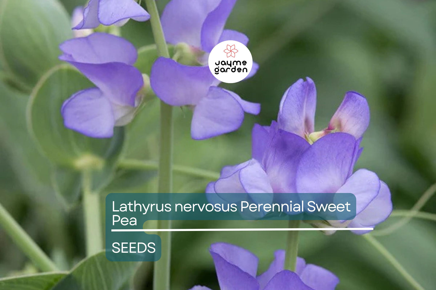 Perennial Sweet Pea Seeds - 50+ Lathyrus Nervosus - Fragrant Vine - - Cottage Garden - Trellis Climber - Non-GMO