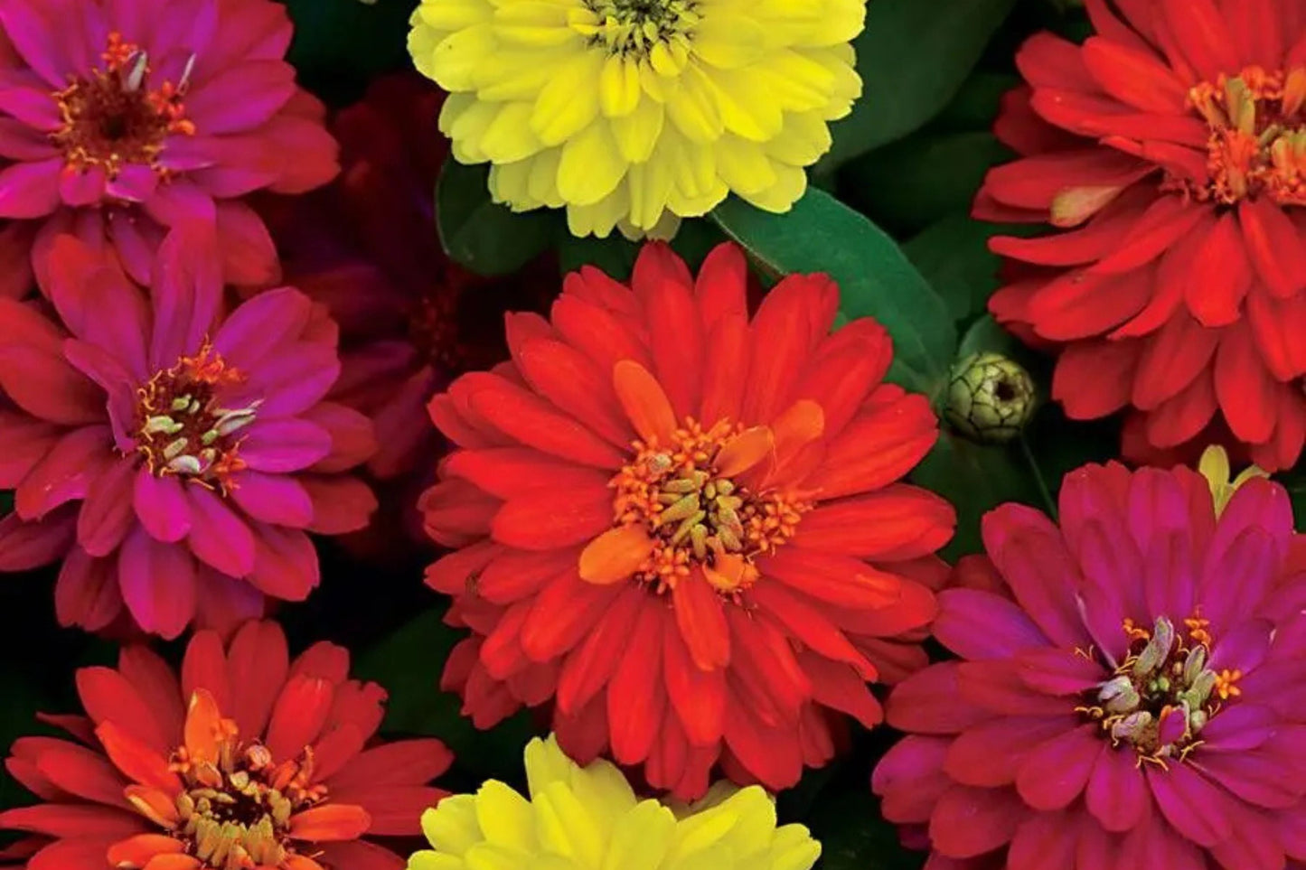 Zahara Double Brilliant Mix Zinnia Seeds – 100+ Hybrid Flower Seeds, , Disease-Resistant, Pollinator & Cut Flower Garden