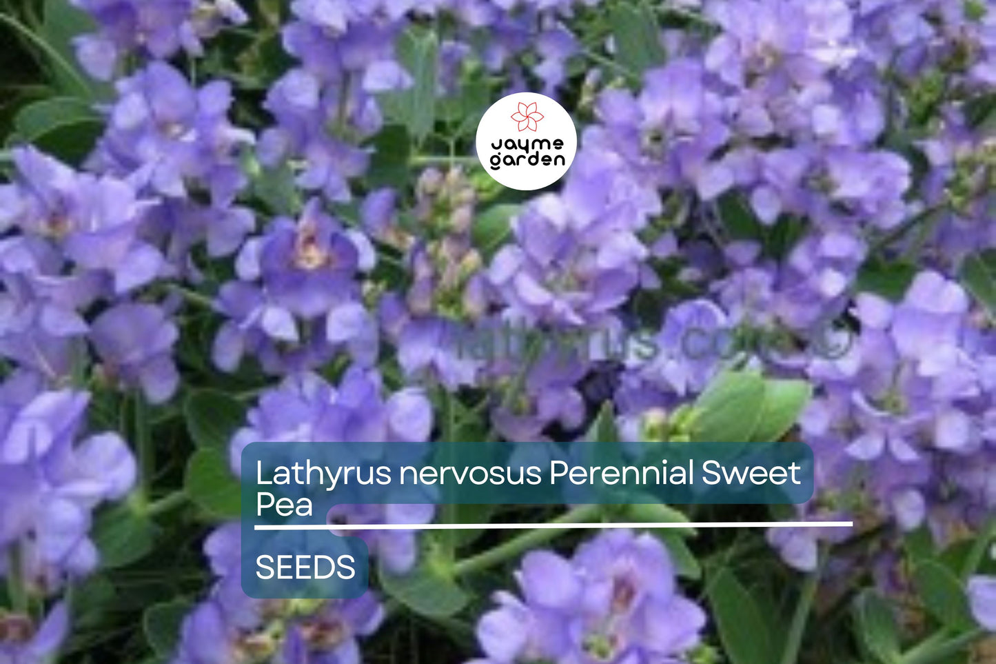 Perennial Sweet Pea Seeds - 50+ Lathyrus Nervosus - Fragrant Vine - - Cottage Garden - Trellis Climber - Non-GMO