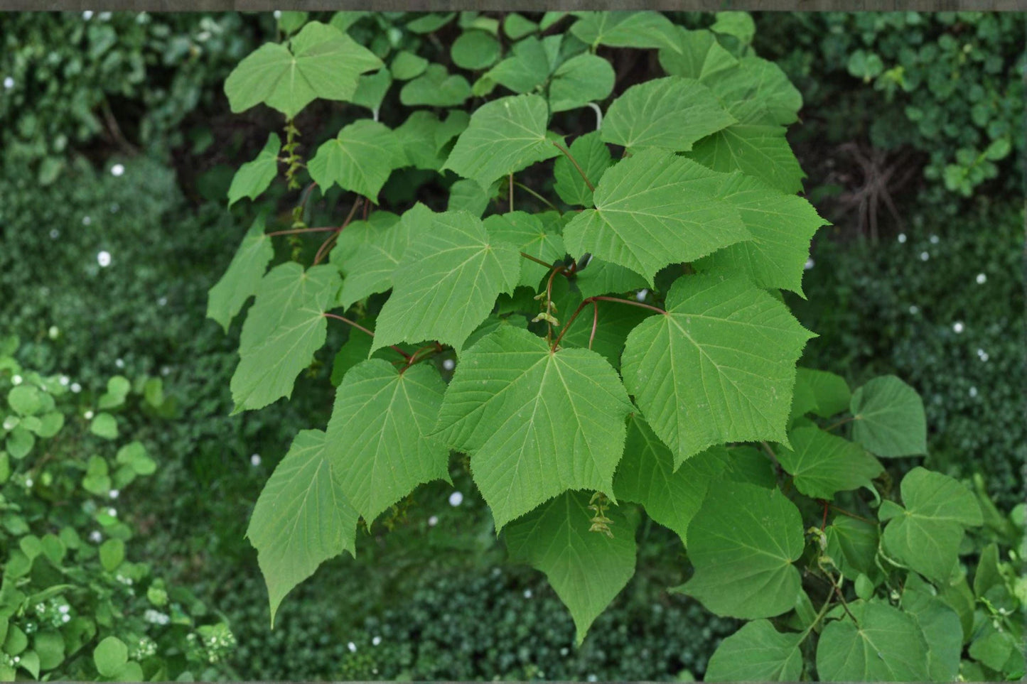 Acer tegmentosum Seeds: Manchurian Striped Maple Tree - Ornamental Green Bark