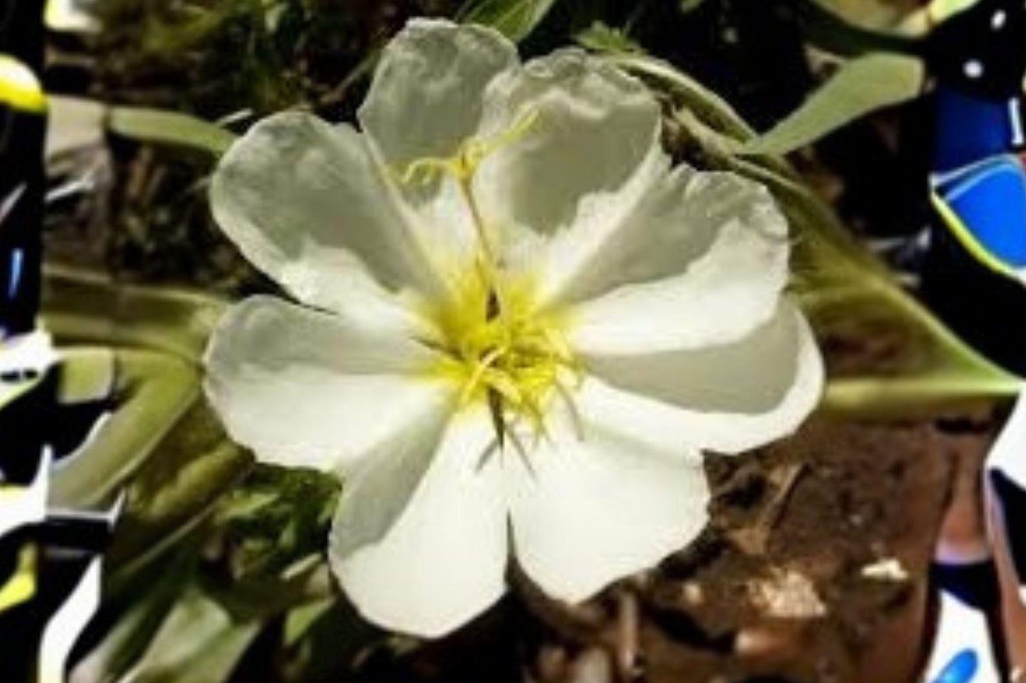 100 Pale Evening Primrose Seeds β Oenothera pallida β Native Wildflower β Drought Tolerant β White Blooms
