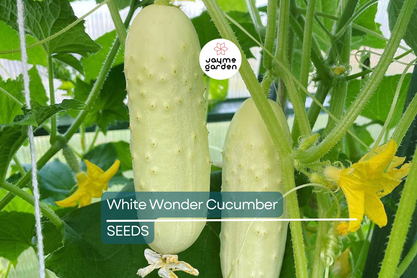 White Wonder Cucumber Seeds | Heirloom | Crisp & Bitter-Free | Non-GMO | | Perfect for Salads & Pickles