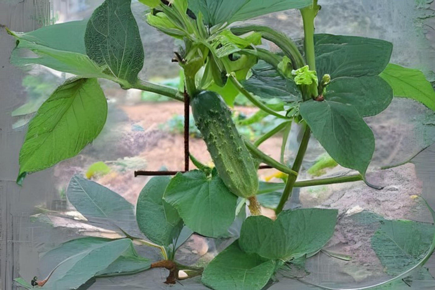 National Pickling Cucumber Seeds: Heirloom Variety - 35 Seeds
