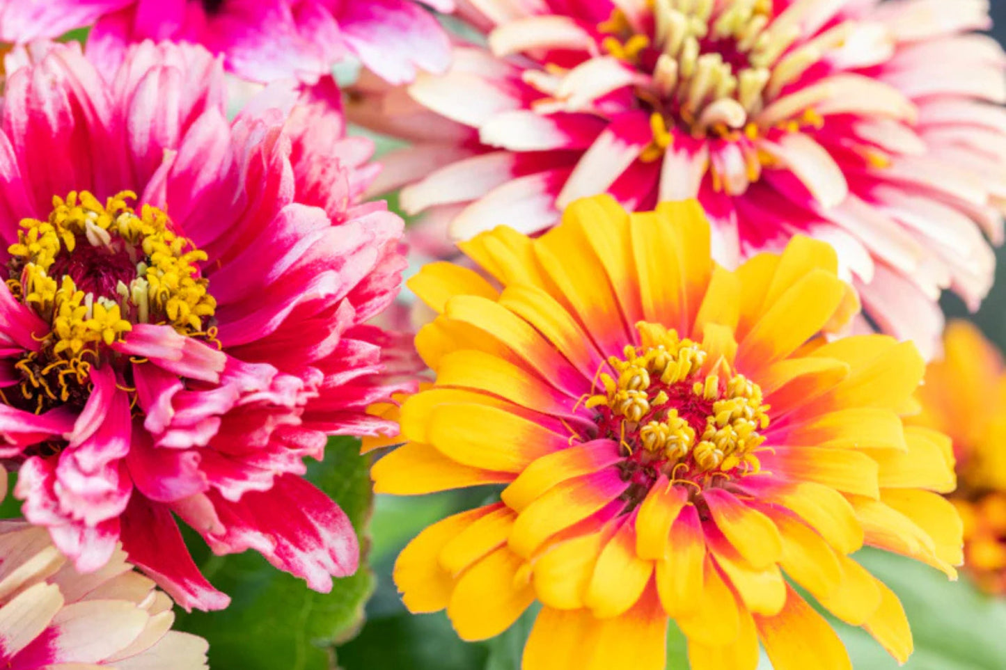 Carrousel Mixed Zinnia Seeds – 100+ Heirloom Flower Seeds, , Double Blooms, Pollinator & Cut Flower Garden, USA Grown