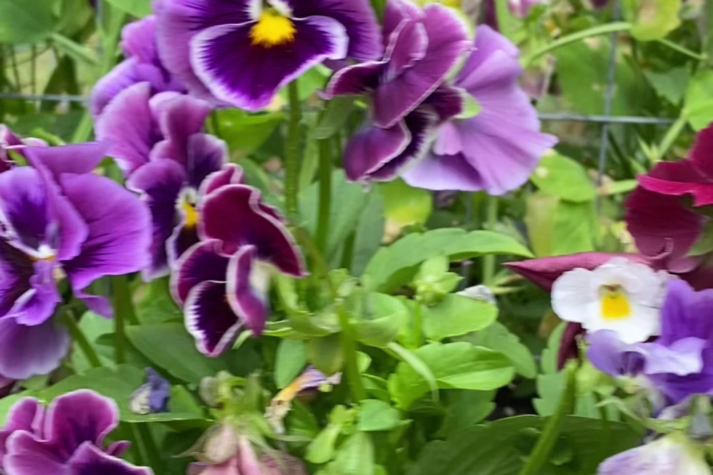 Moulin Rouge Mix Pansy Seeds – 200+ Heirloom Viola Seeds, , Dramatic Colors, Cool Weather Blooms, Container & Garden