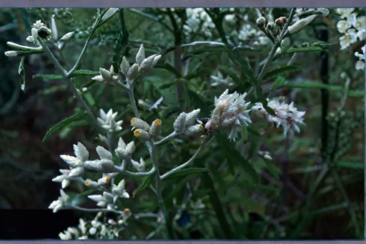 500 Sweet Everlasting Seeds – Pseudognaphalium obtusifolium – Native Wildflower – Pollinator Plant – Prairie Annual