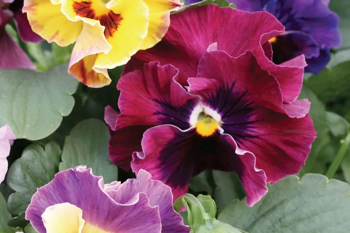 Moulin Rouge Mix Pansy Seeds – 200+ Heirloom Viola Seeds, , Dramatic Colors, Cool Weather Blooms, Container & Garden