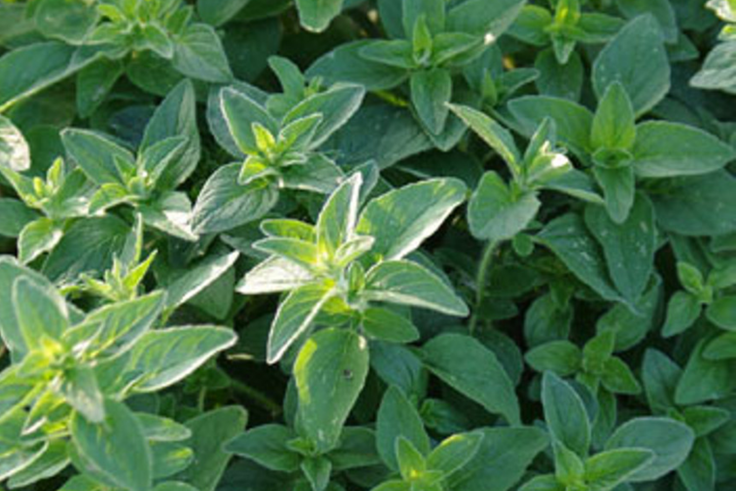 Italian Oregano Seeds | Non-GMO Herb Seeds | Culinary Herb | Origanum vulgare