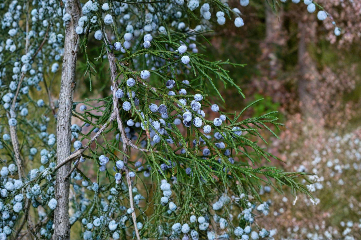 25 Eastern Red Cedar Seeds – Juniperus virginiana – Native Evergreen Tree – Bonsai Seeds
