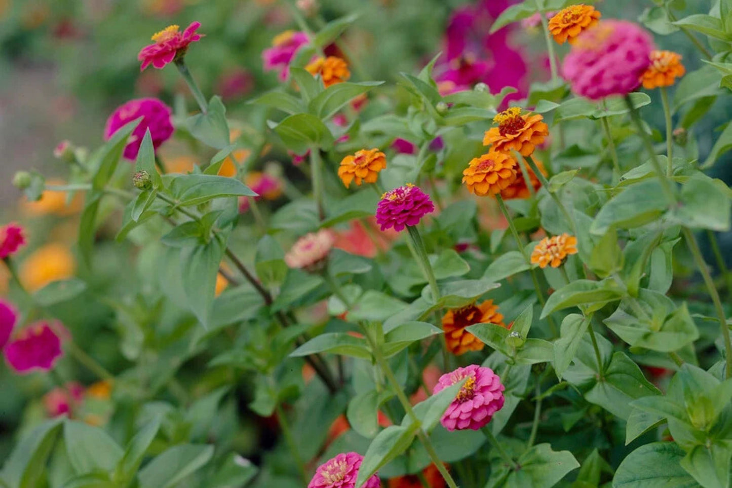 Oklahoma Mix Zinnia Seeds – 100+ Heirloom Flower Seeds, , Double Blooms, Cut Flower & Pollinator Garden, USA Grown