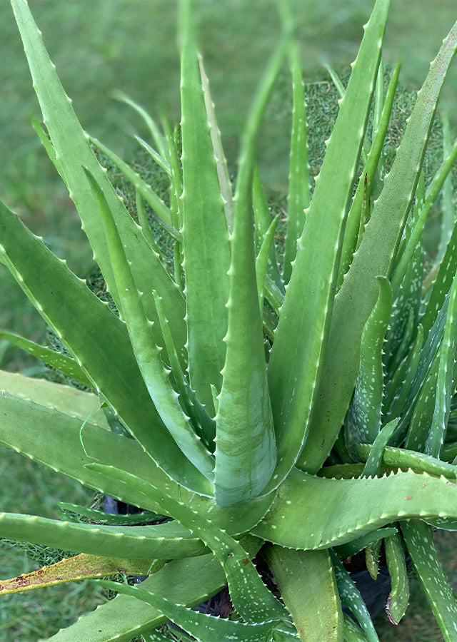 succulent natural skincare 14–18" Organic Aloe Vera Plant – Live Medicinal Succulent – Heirloom, – Jayme Garden