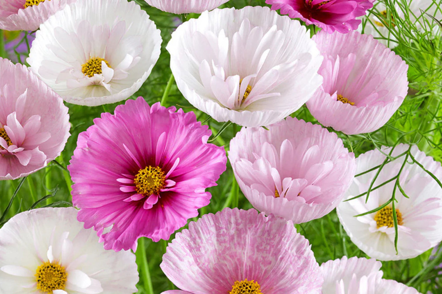 Cupcake Blush Cosmos Seeds - 200+ Dreamy Pink Blooms - USA Grown - - Butterfly Garden - Cut Flowers - Easy to Grow