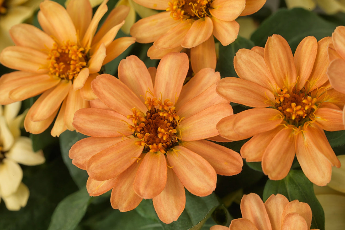 Profusion Apricot Zinnia Seeds – 100+ Heirloom Flower Seeds, , Drought-Tolerant, Pollinator & Cut Flower Garden