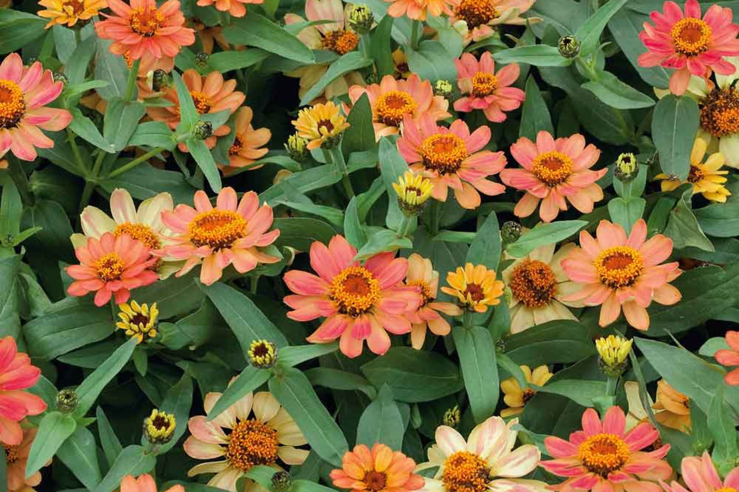 Profusion Apricot Zinnia Seeds – 100+ Heirloom Flower Seeds, , Drought-Tolerant, Pollinator & Cut Flower Garden